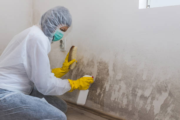 Tangelo Park, FL Mold Removal Company