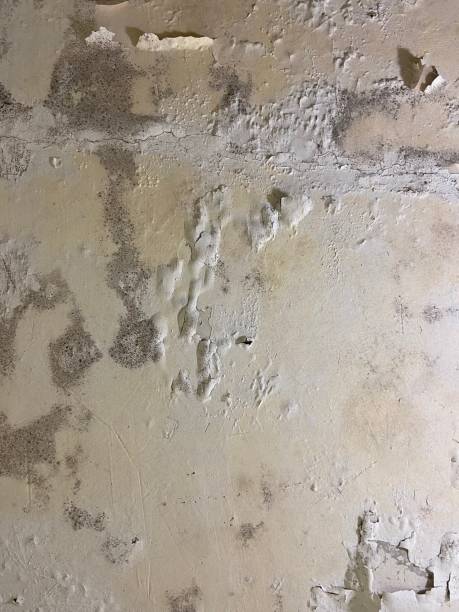 Best Office Mold Removal Services  in Tangelo Park, FL