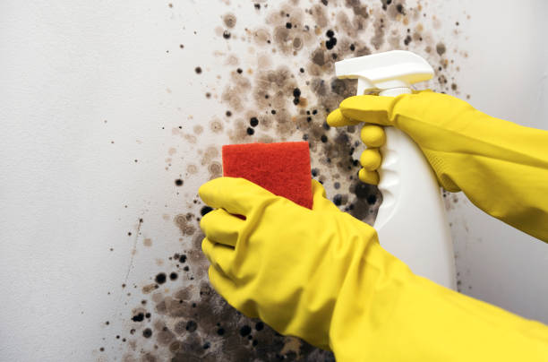Mold Removal and Inspection in Tangelo Park, FL