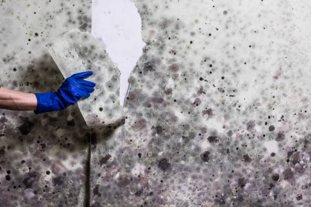 Best Mold Damage Repair  in Tangelo Park, FL
