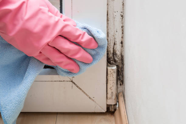 Best Mold Removal Near Me  in Tangelo Park, FL